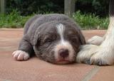 BORDER COLLIE 1473